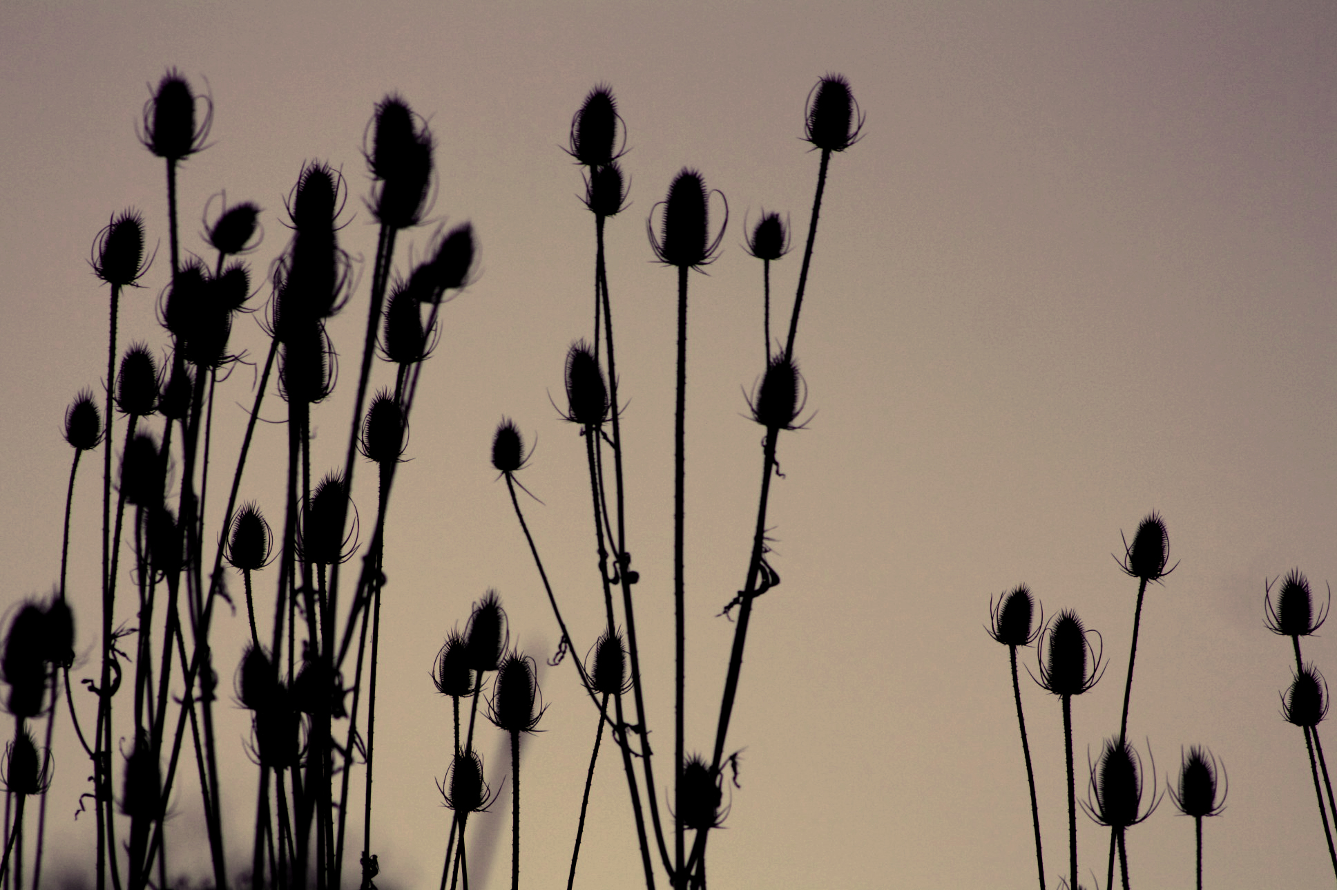 Flower Silhouette II