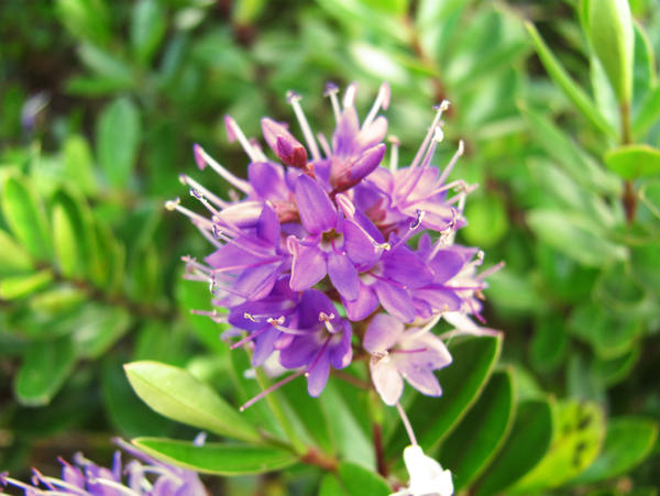 Purple Flower 3124
