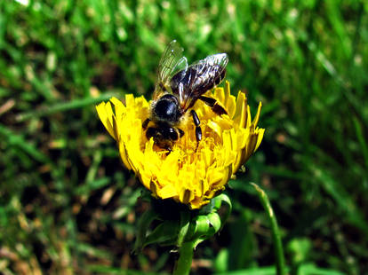 Dandelion Bee 3343