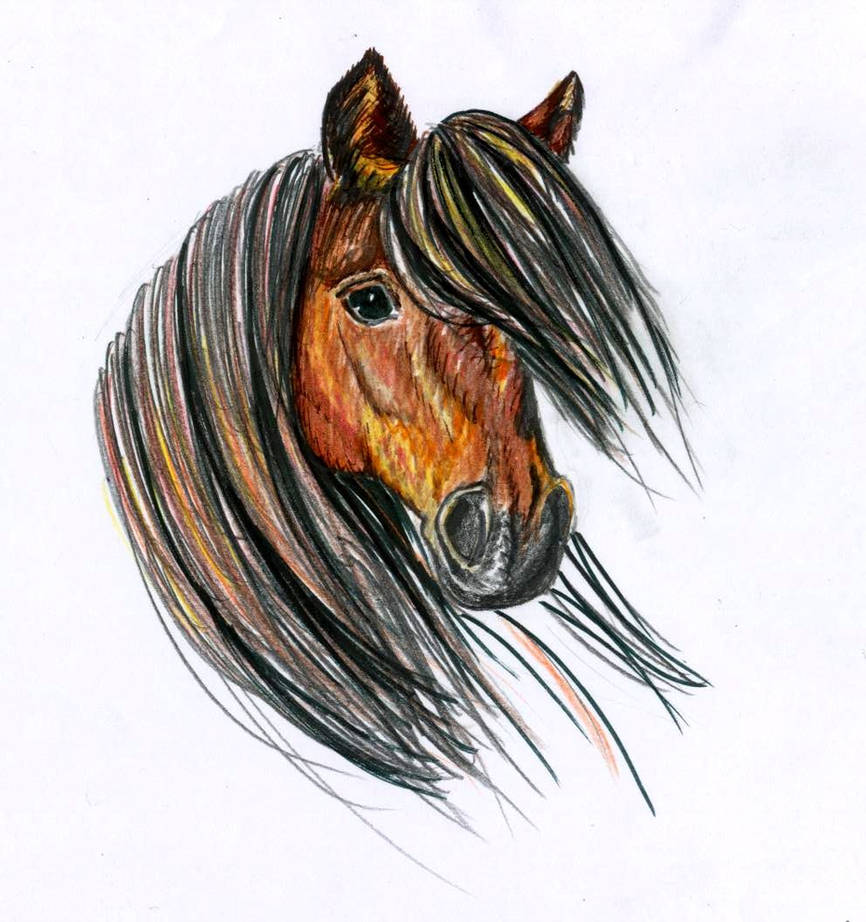 Dartmoor Pony by Elf-maid on DeviantArt