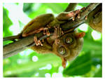 Tarsier by wioombeen