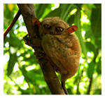 Tarsier 2 by wioombeen