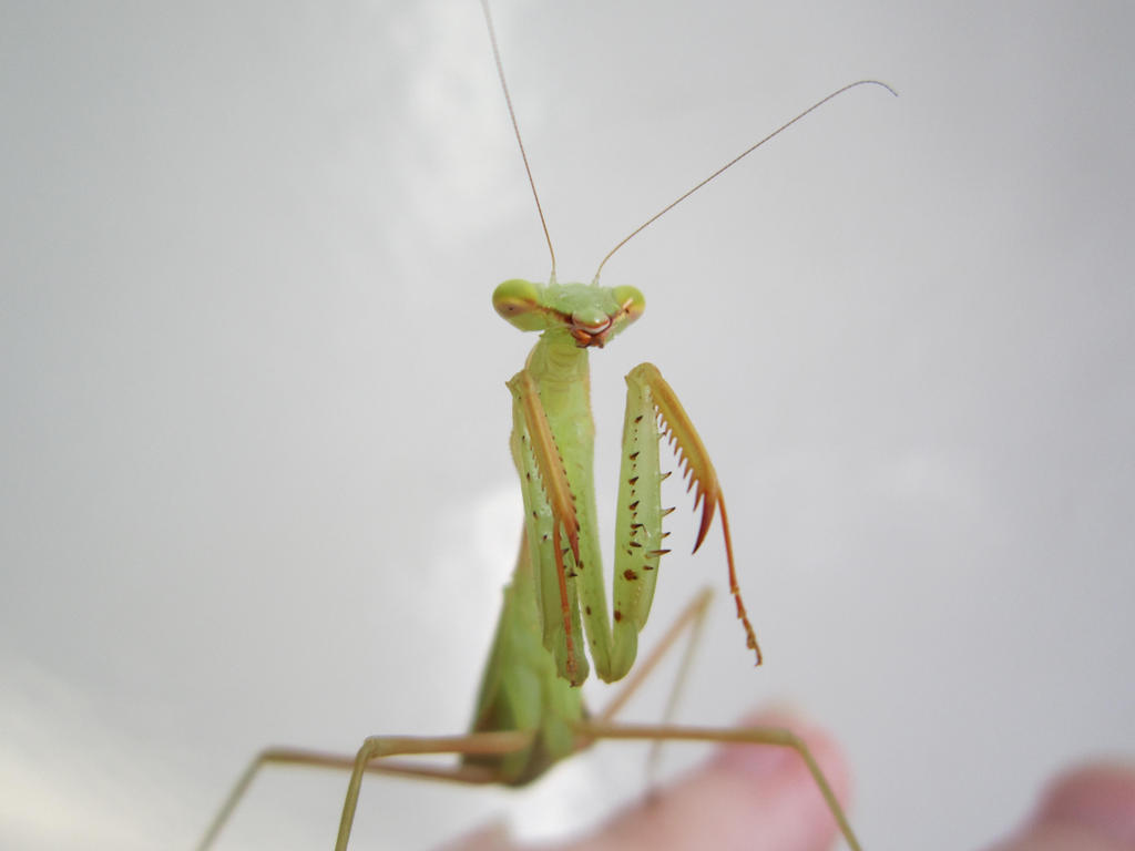 Mantis Version Mantis by Raven-Magick on DeviantArt