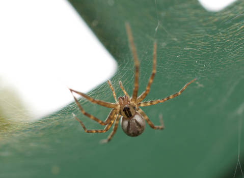 Sheetweb spider
