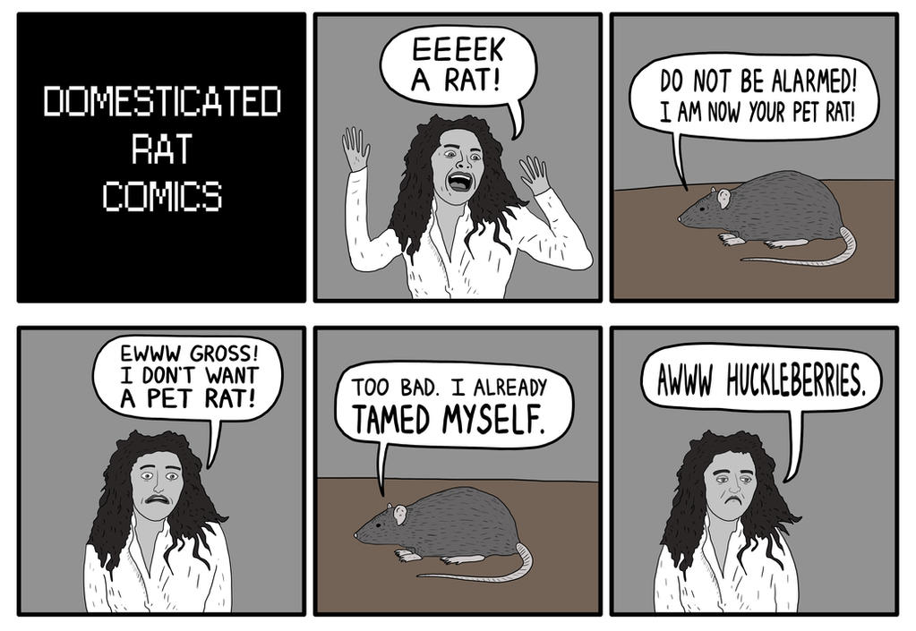 Domesticated Rats Personality Domesticated Rat Comics by bobbymono on DeviantArt