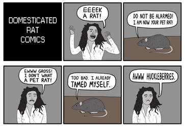 Domesticated Rat Comics