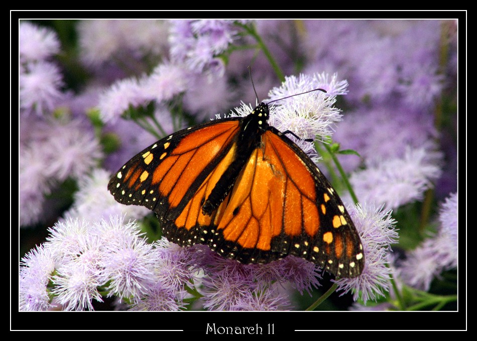 Monarch ll