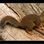 Red Squirrel