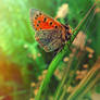 Beautiful butterfly