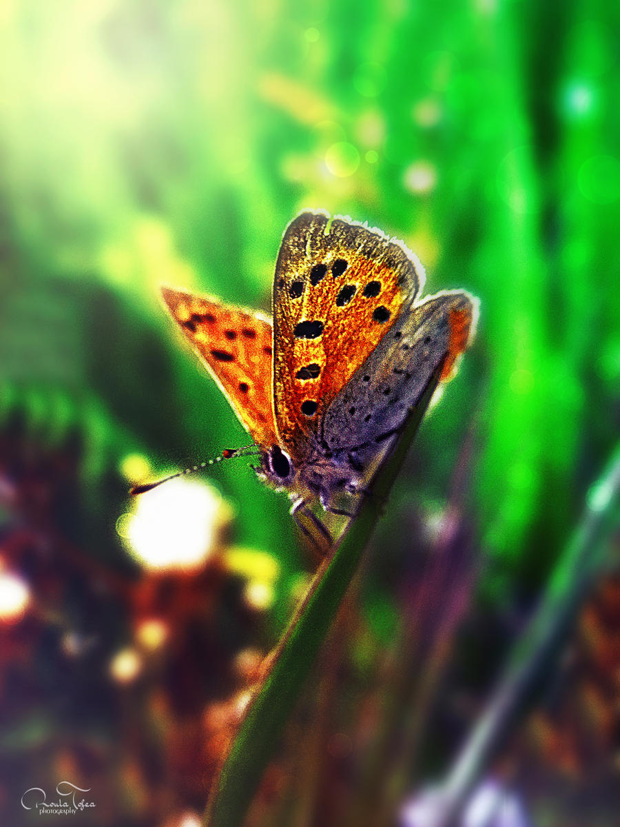 Butterfly III