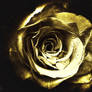 golden rose