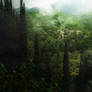 House in the forest