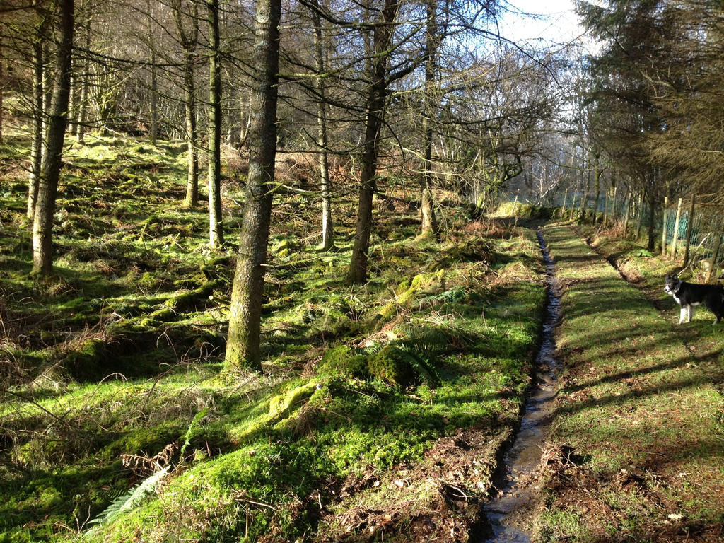 Dappled woodland walk