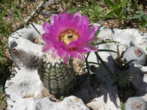 Cactus Flower