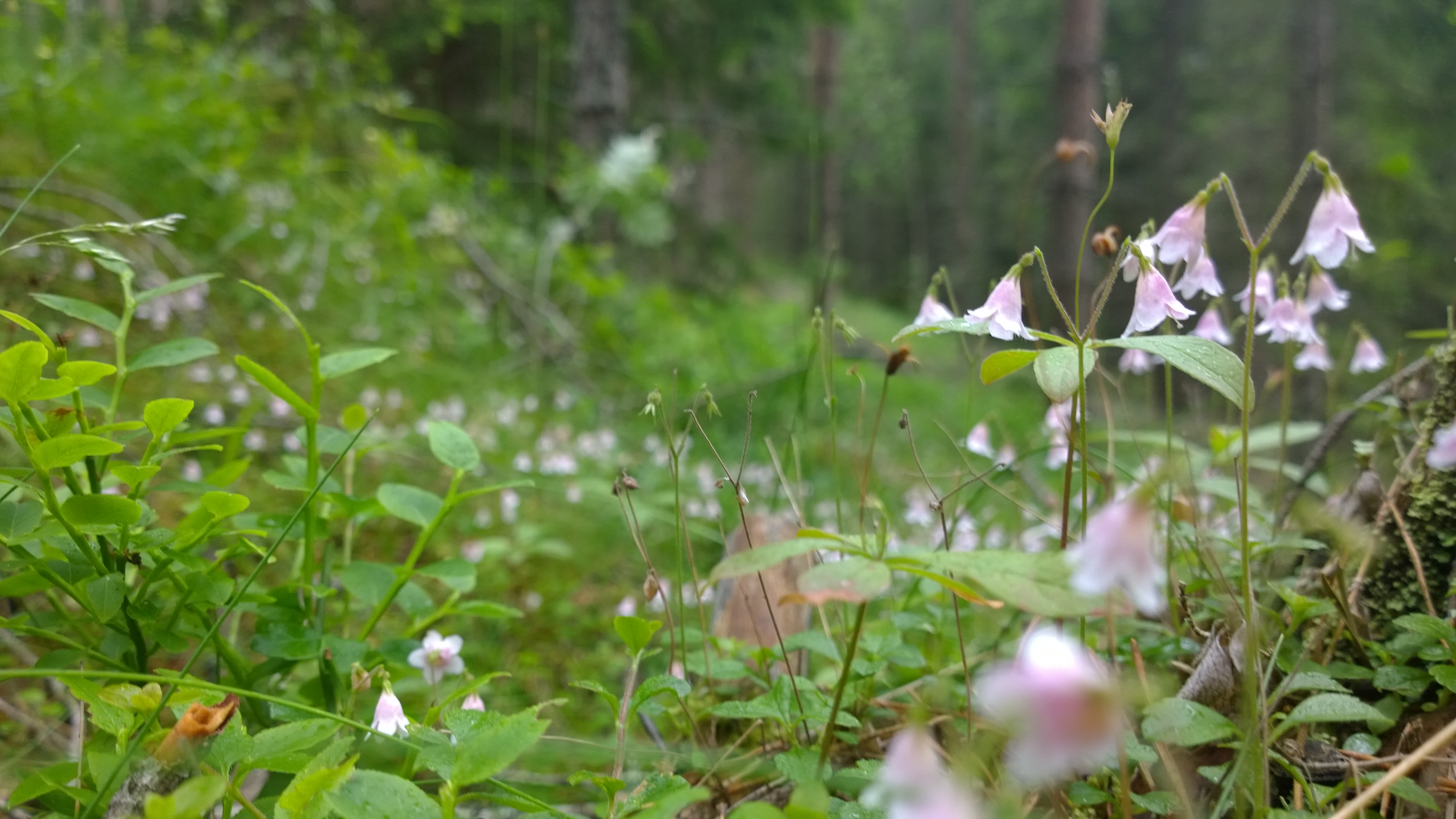 Summer is green and pink