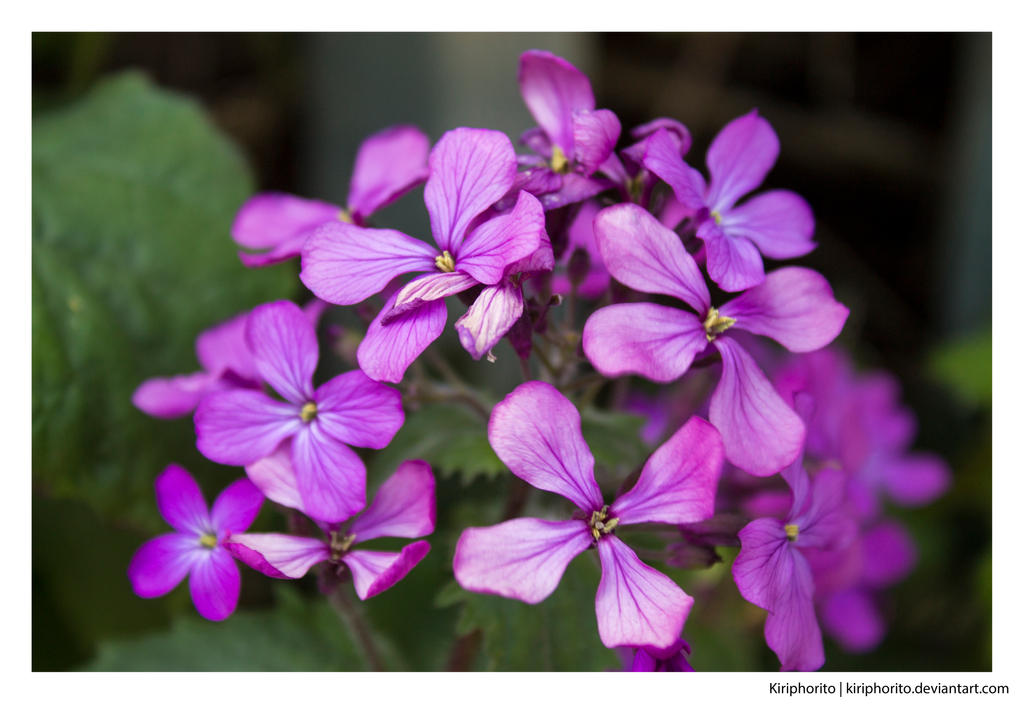 Purple Four Petal Flower By Kiriphorito