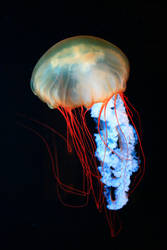 Jellyfish-Undulate