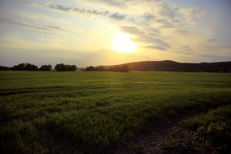 Sunset over the field