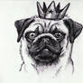 Cuxo's Pug