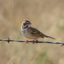 Lark Sparrow