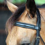 Sienna's new Bridle