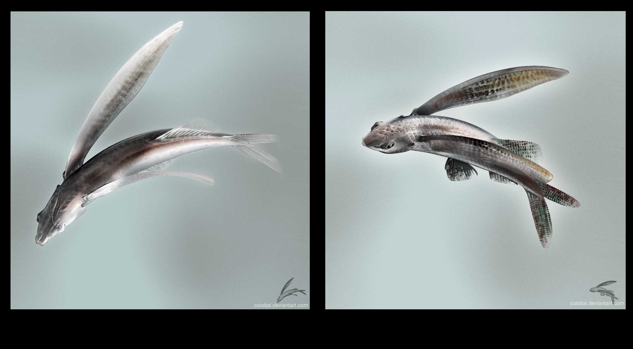 Flyingfishes