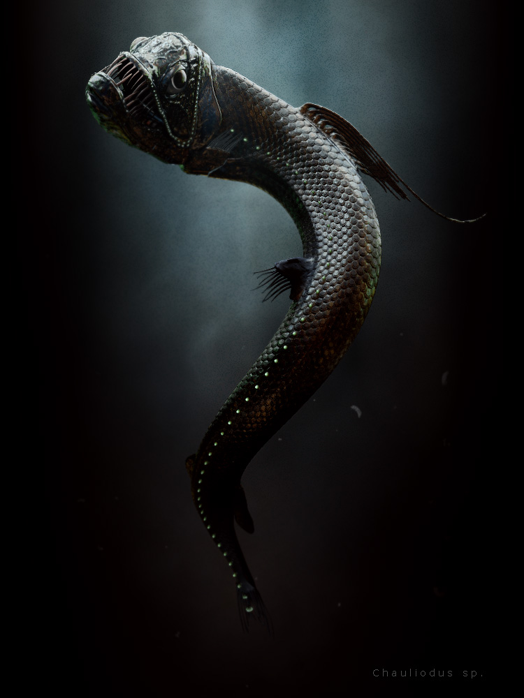 Chauliodus by coisital