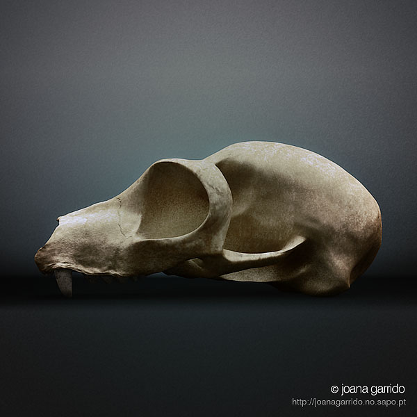 Skull