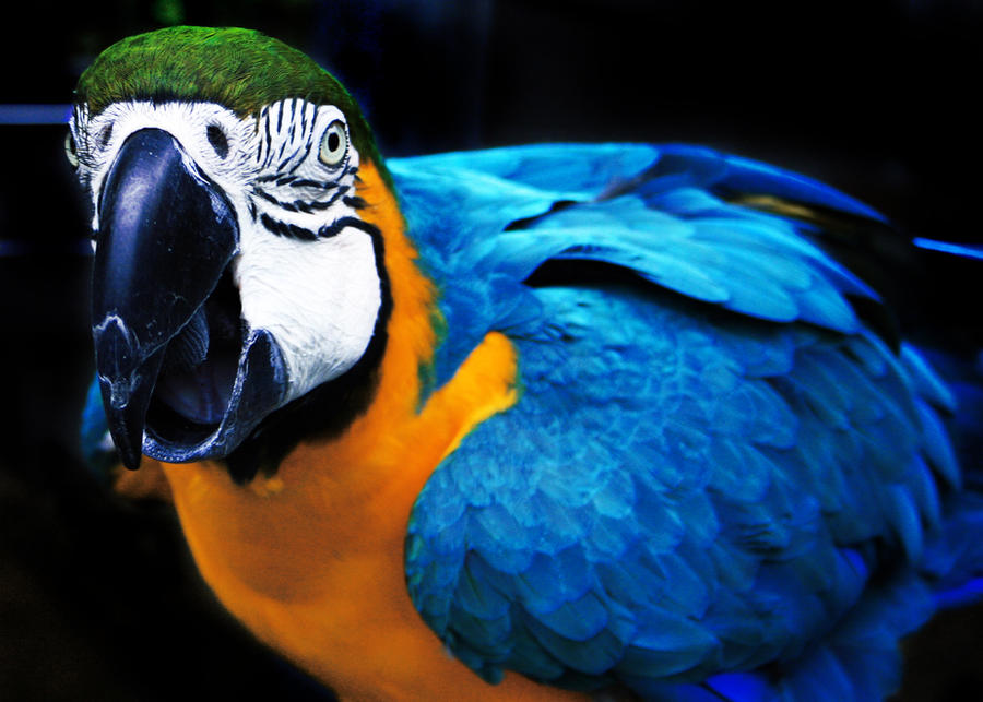 Parrot Raging Angry Parrot by BethanyMcG on DeviantArt