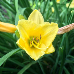 Daffodil Blooming 