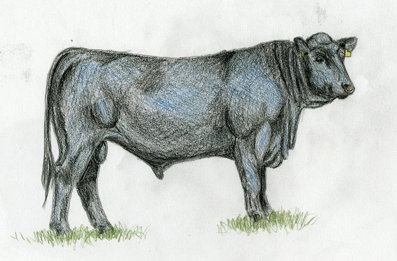 Angus by Hakarasara on DeviantArt