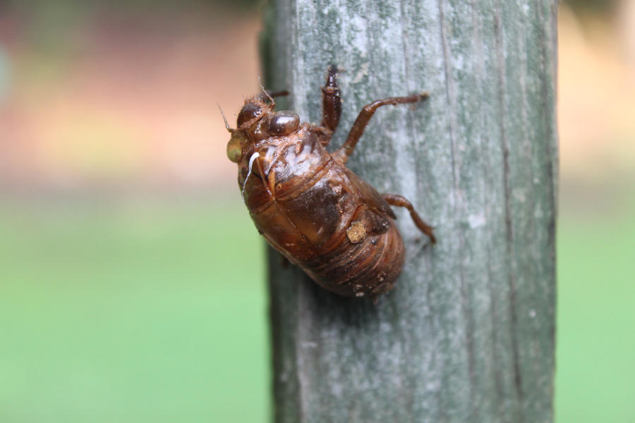 Cicata Shell Cicada Shell by BradleyBlazed on DeviantArt