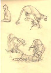 Sketches from  the zoo museum