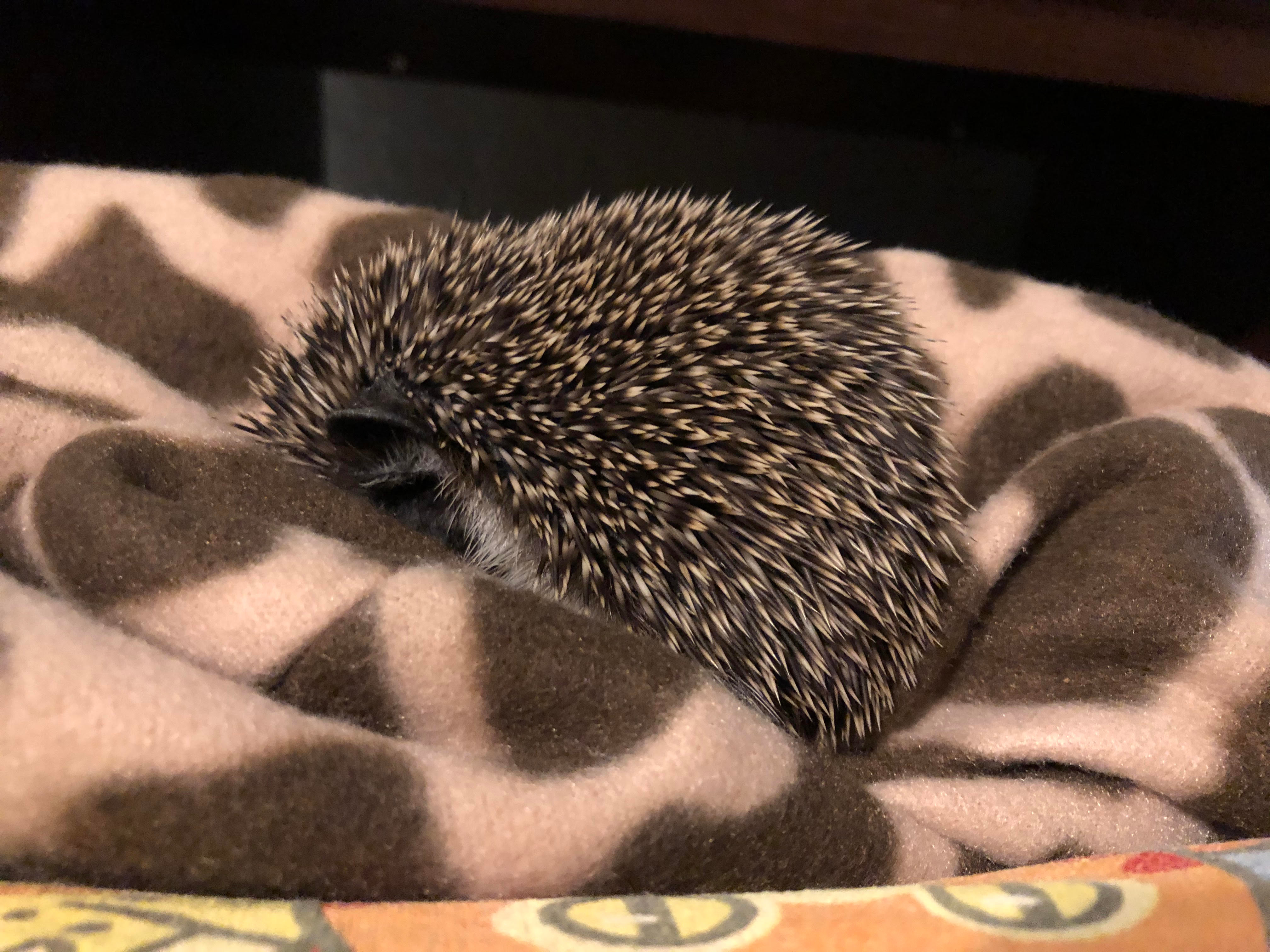 Mocha sleeping