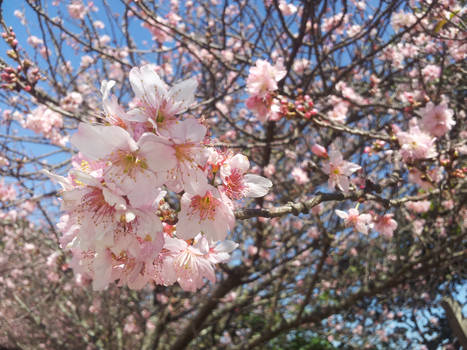 Sakura