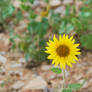Sunny