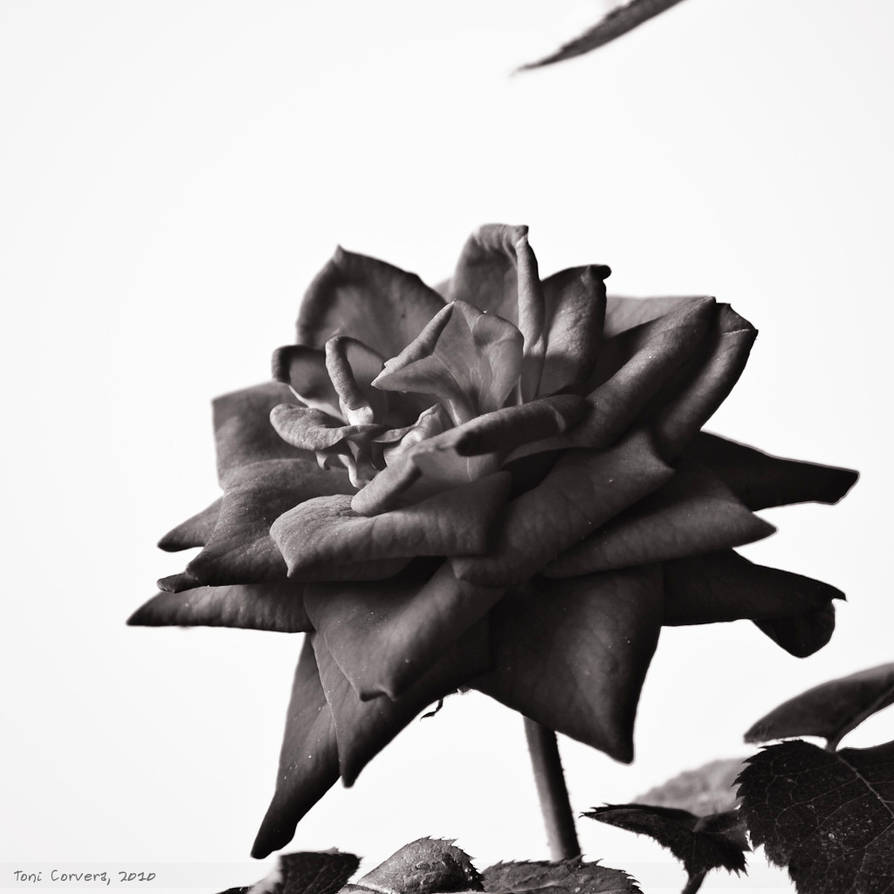 Gray Square experiment, no. 1 by outlyer