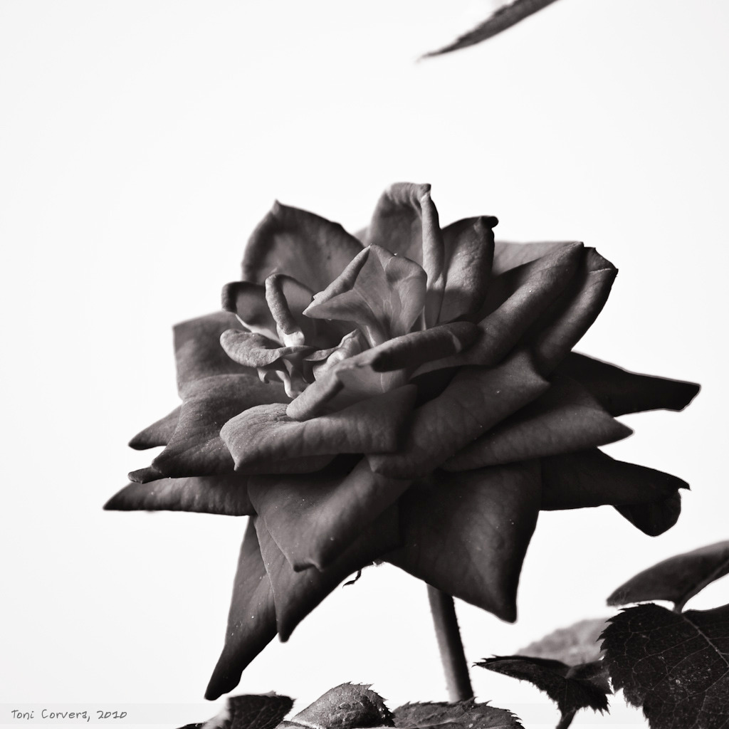 Gray Square experiment, no. 1 by outlyer