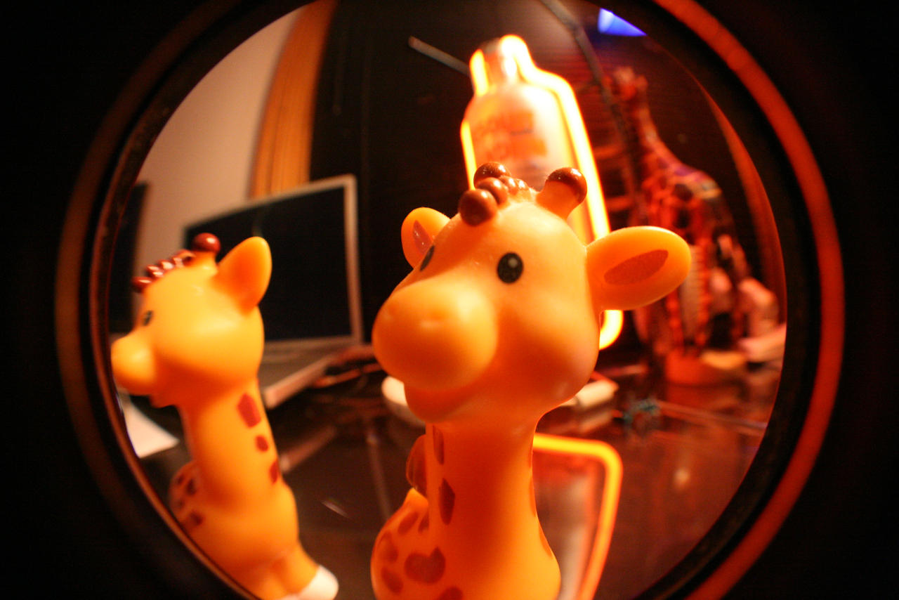 Giraffes + Fisheye