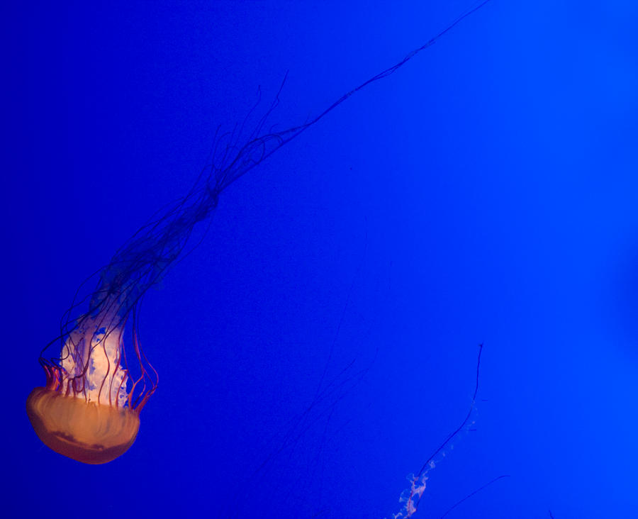 Jelly Fish II