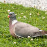 Wood pigeon