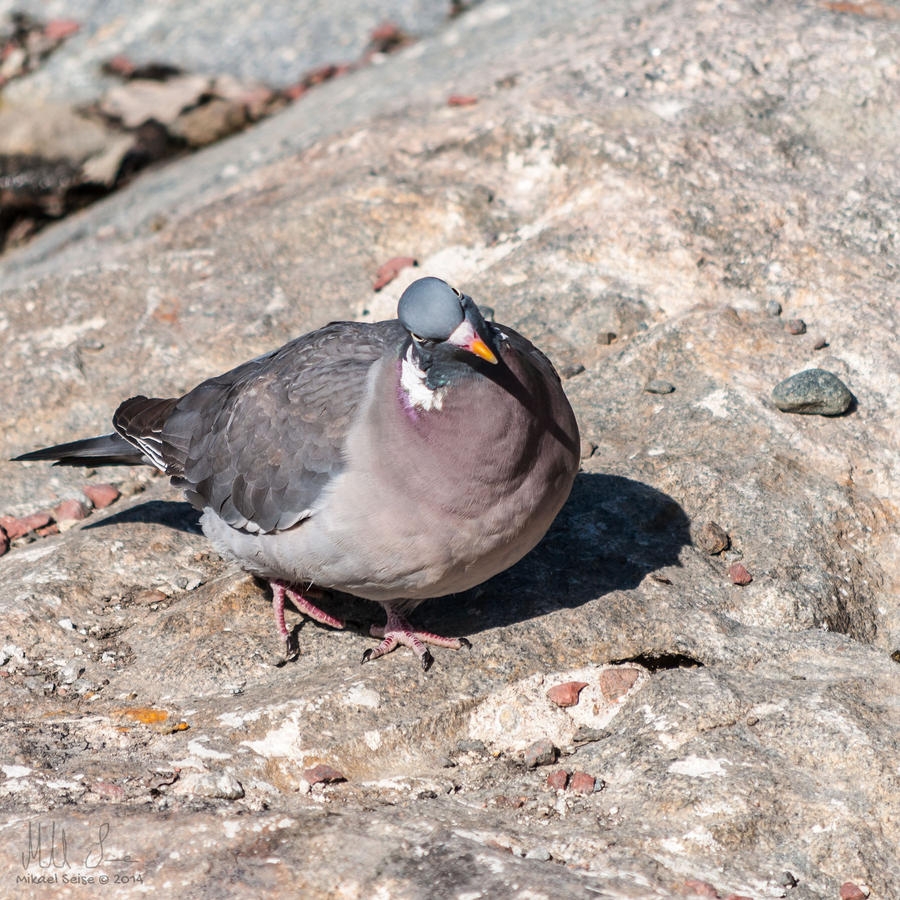 Curious pigeon