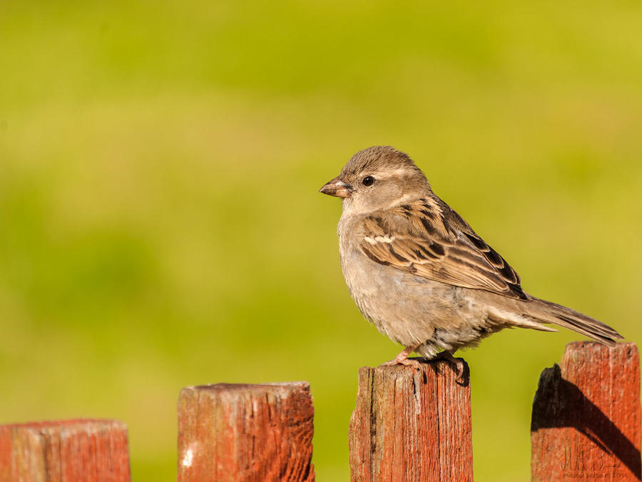 House Sparrow