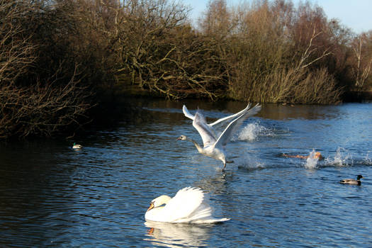 Water Races.