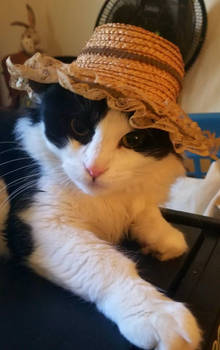 Straw Hat Hoagie the Pussycat Pirate. 