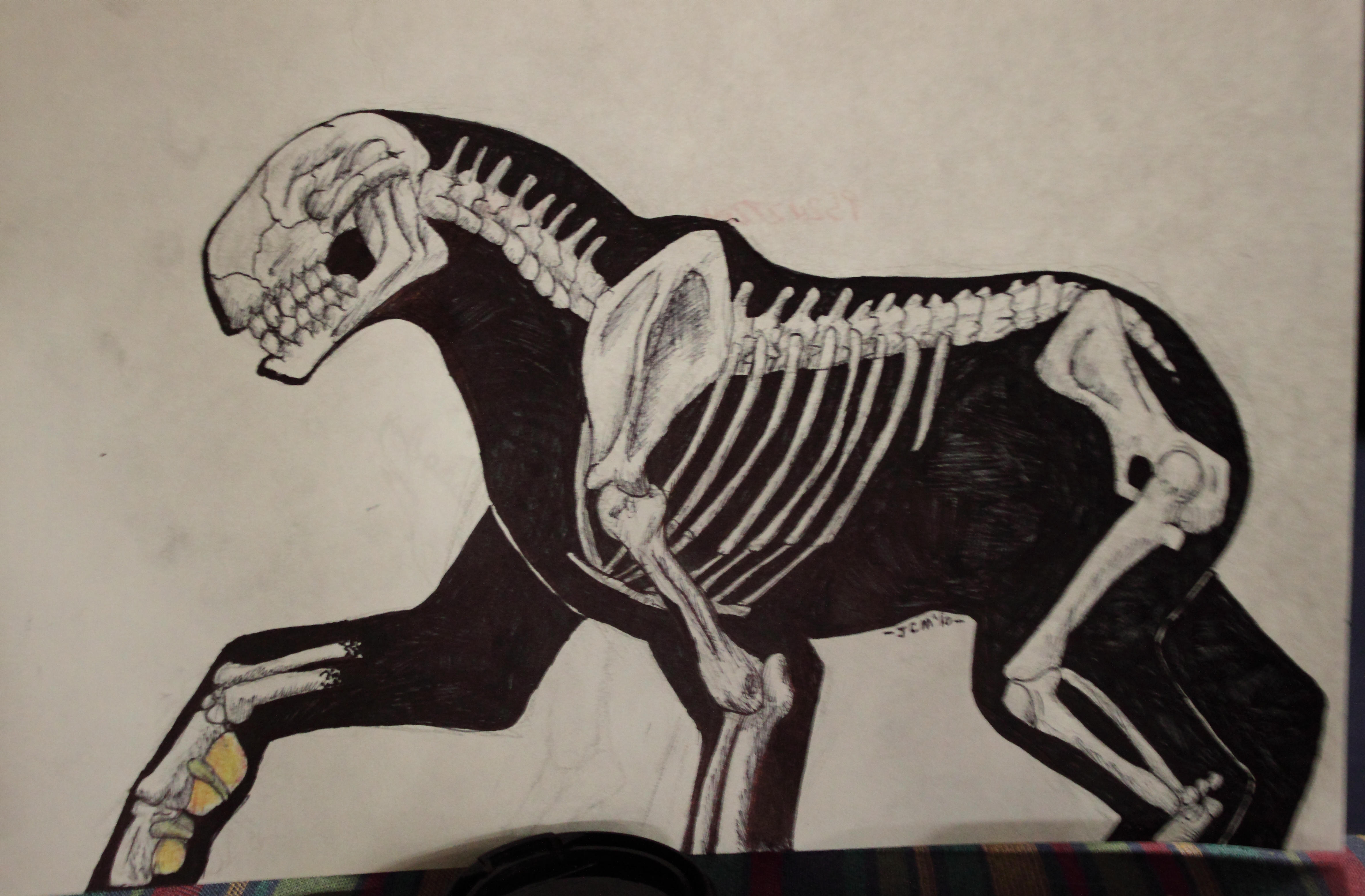 Beast Anatomy by Julie362 on DeviantArt