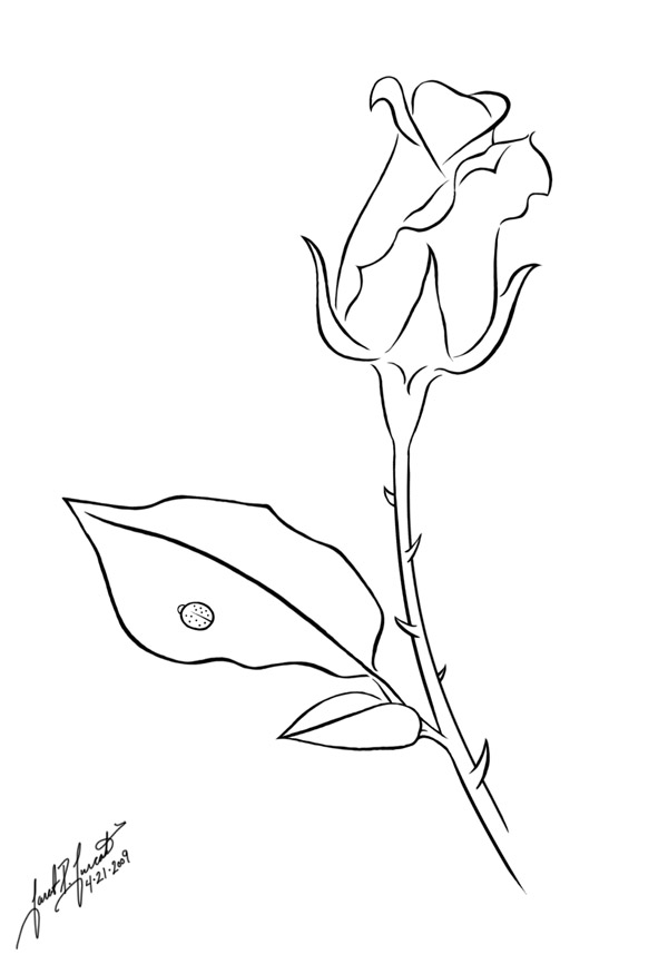 Rose :Line Art: