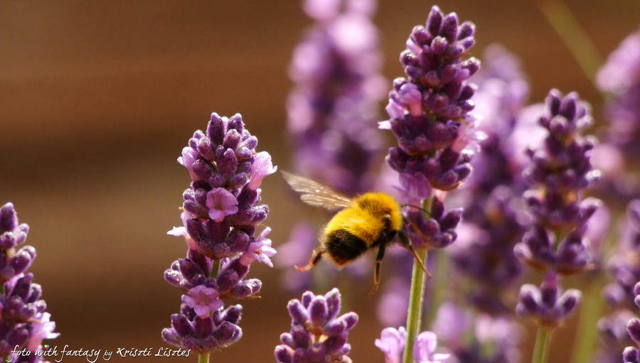 purple and yellow...