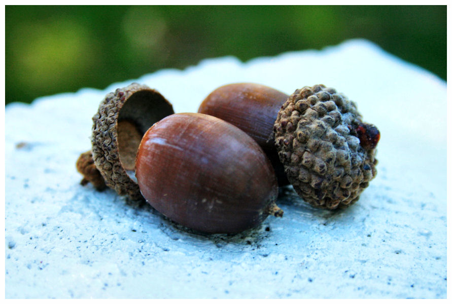 18. Acorns