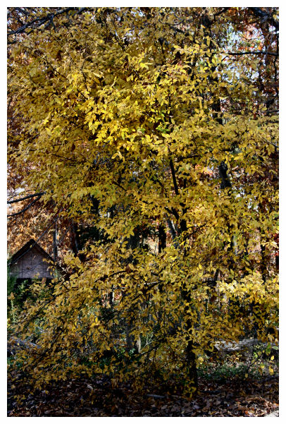 Little House Through the Woods